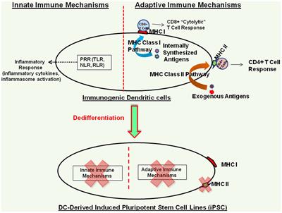 Inherent Immunogenicity or Lack Thereof of Pluripotent Stem Cells: Implications for Cell Replacement Therapy